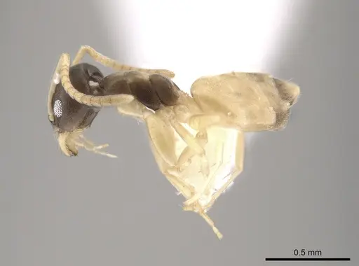 Tapinoma melanocephalum specimen CASENT0653560 image casent0653560_3