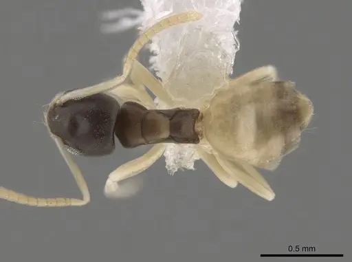 Tapinoma melanocephalum specimen CASENT0653561 image casent0653561_1