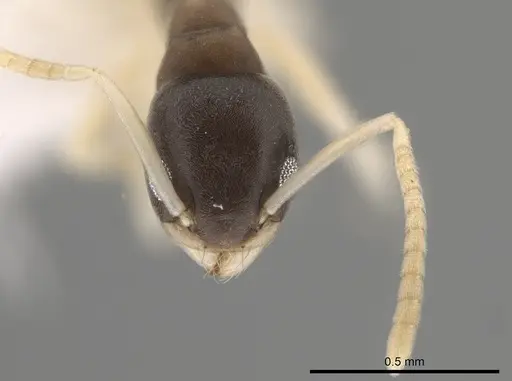 Tapinoma melanocephalum specimen CASENT0653561 image casent0653561_2