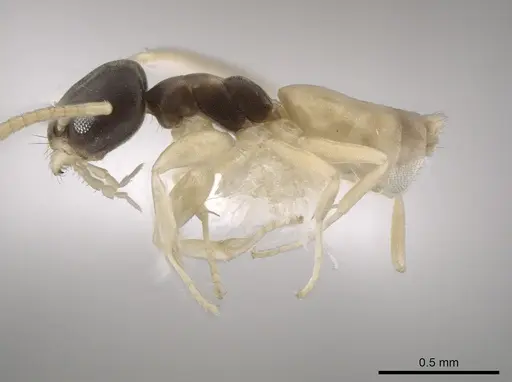 Tapinoma melanocephalum specimen CASENT0653561 image casent0653561_3
