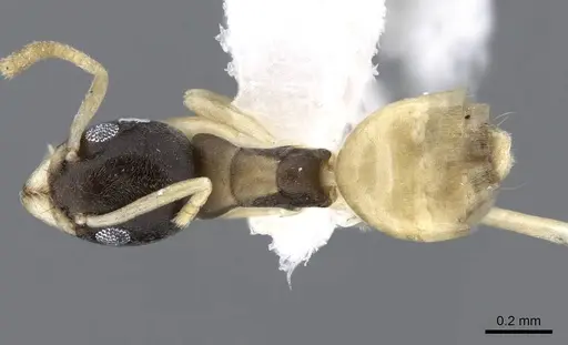 Tapinoma melanocephalum specimen CASENT0746621 image casent0746621_1