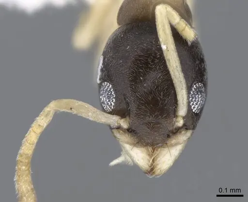 Tapinoma melanocephalum specimen CASENT0746621 image casent0746621_2