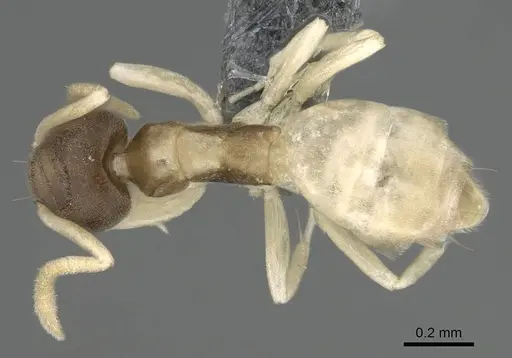 Tapinoma melanocephalum specimen CASENT0766218 image casent0766218_1