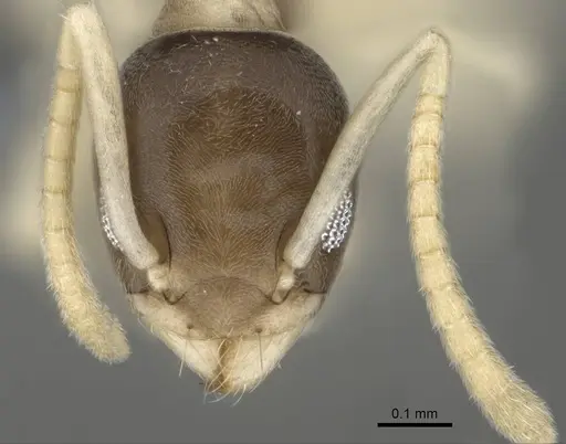 Tapinoma melanocephalum specimen CASENT0766218 image casent0766218_2