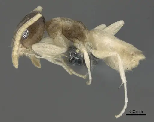 Tapinoma melanocephalum specimen CASENT0766218 image casent0766218_3