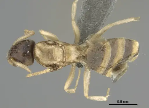 Tapinoma melanocephalum specimen CASENT0767668 image casent0767668_1