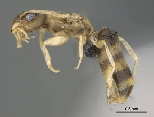 Tapinoma melanocephalum specimen CASENT0767668 image casent0767668_3