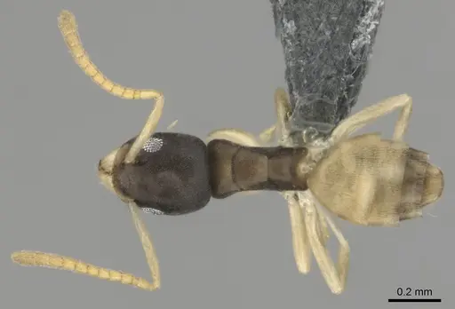 Tapinoma melanocephalum specimen CASENT0815922 image casent0815922_1