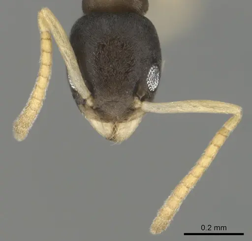 Tapinoma melanocephalum specimen CASENT0815922 image casent0815922_3