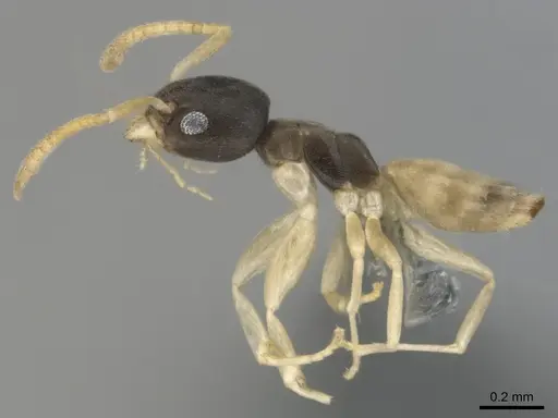 Tapinoma melanocephalum specimen CASENT0815922 image casent0815922_4