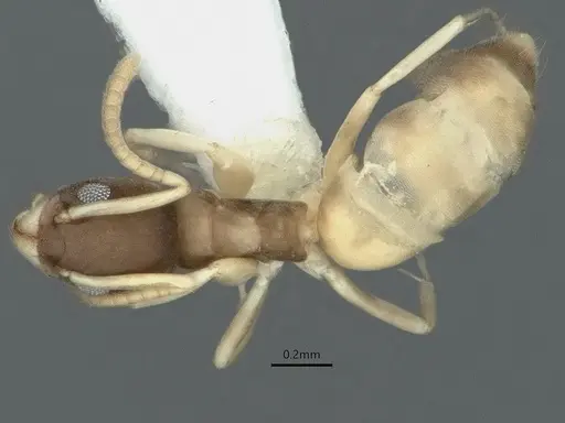 Tapinoma melanocephalum specimen CASENT0886010 image casent0886010_1