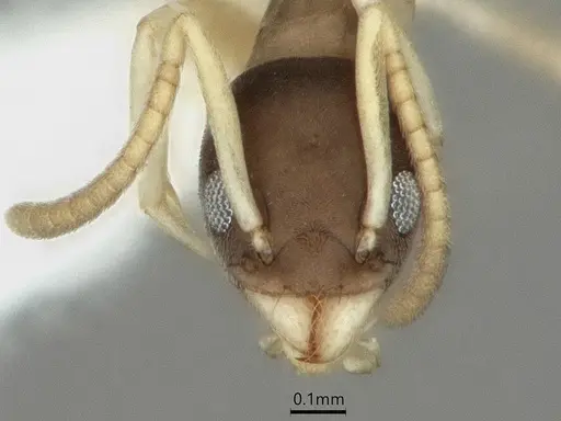 Tapinoma melanocephalum specimen CASENT0886010 image casent0886010_2