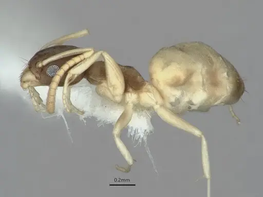 Tapinoma melanocephalum specimen CASENT0886010 image casent0886010_3