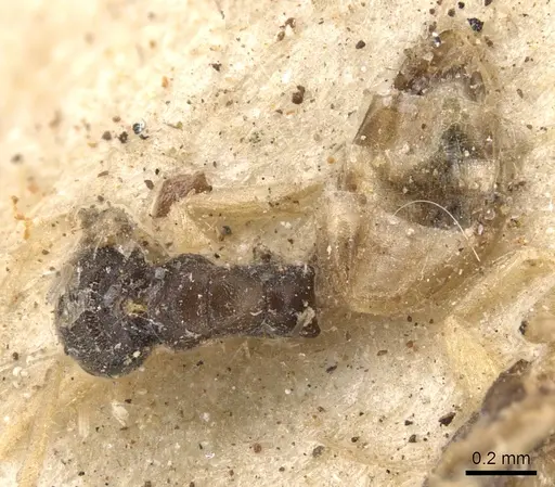 Tapinoma melanocephalum specimen CASENT0901925 image casent0901925_1