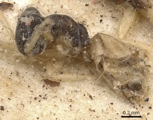 Tapinoma melanocephalum specimen CASENT0901925 image casent0901925_3