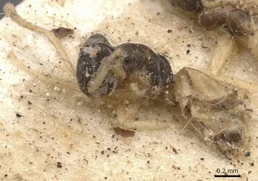 Tapinoma melanocephalum specimen CASENT0901925 image casent0901925_4