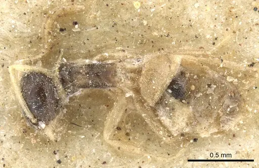 Tapinoma melanocephalum specimen CASENT0903062 image casent0903062_1
