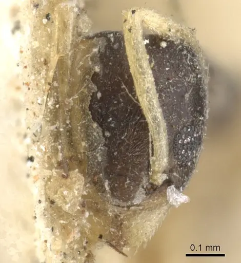 Tapinoma melanocephalum specimen CASENT0903062 image casent0903062_2