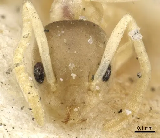 Tapinoma melanocephalum specimen CASENT0903063 image casent0903063_2