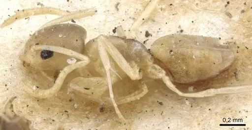 Tapinoma melanocephalum specimen CASENT0903063 image casent0903063_3