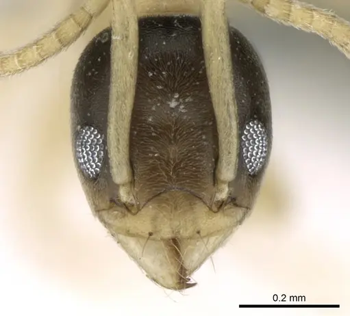 Tapinoma melanocephalum specimen CASENT0906356 image casent0906356_2