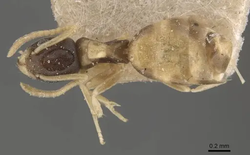 Tapinoma melanocephalum specimen CASENT0909775 image casent0909775_1