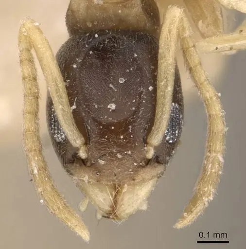 Tapinoma melanocephalum specimen CASENT0909775 image casent0909775_2