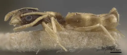 Tapinoma melanocephalum specimen CASENT0909775 image casent0909775_3