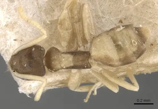 Tapinoma melanocephalum specimen CASENT0909776 image casent0909776_1
