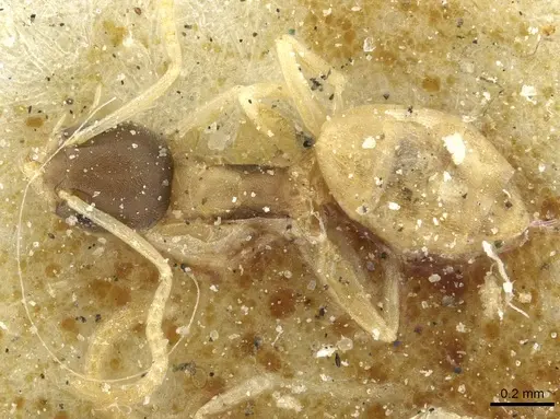 Tapinoma melanocephalum specimen CASENT0911572 image casent0911572_1
