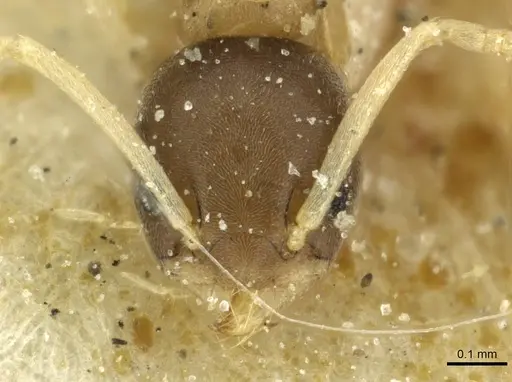 Tapinoma melanocephalum specimen CASENT0911572 image casent0911572_2