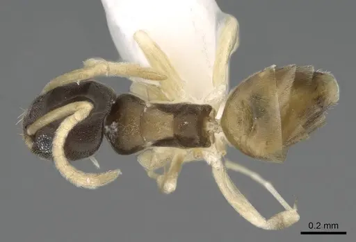 Tapinoma melanocephalum specimen CASENT0919860 image casent0919860_1