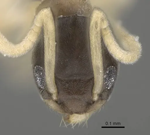 Tapinoma melanocephalum specimen CASENT0919860 image casent0919860_2