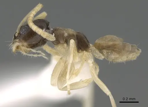 Tapinoma melanocephalum specimen CASENT0919860 image casent0919860_3