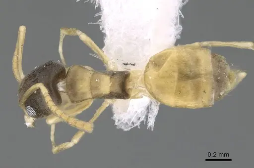 Tapinoma melanocephalum specimen CASENT0922277 image casent0922277_1