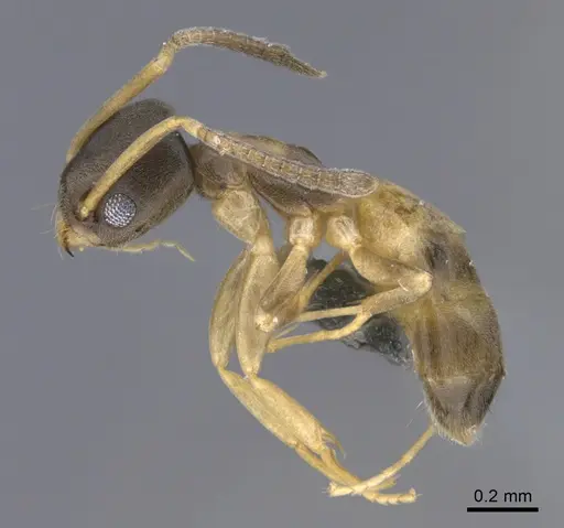 Tapinoma melanocephalum specimen CASENT0923746 image casent0923746_1
