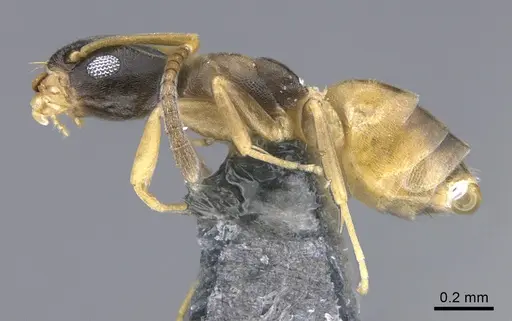 Tapinoma melanocephalum specimen CASENT0923748 image casent0923748_1