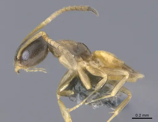 Tapinoma melanocephalum specimen CASENT0923749 image casent0923749_1