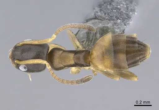 Tapinoma melanocephalum specimen CASENT0923750 image casent0923750_1