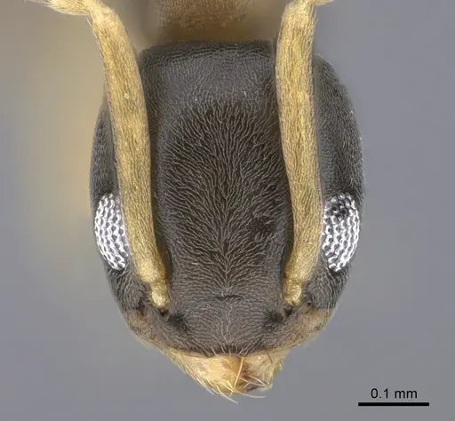 Tapinoma melanocephalum specimen CASENT0923750 image casent0923750_2