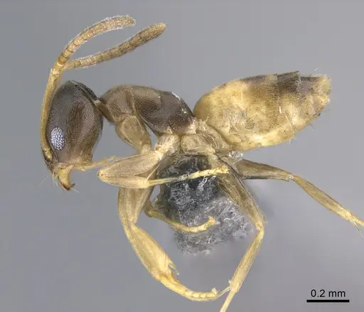 Tapinoma melanocephalum specimen CASENT0923751 image casent0923751_1