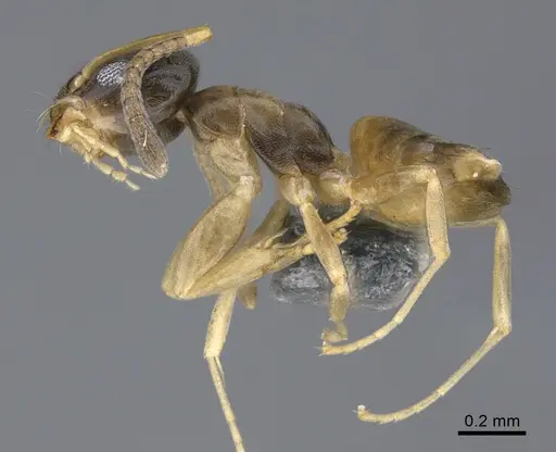 Tapinoma melanocephalum specimen CASENT0923752 image casent0923752_1