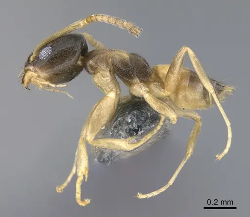 Tapinoma melanocephalum specimen CASENT0923753 image casent0923753_1