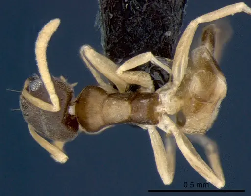 Tapinoma melanocephalum specimen CSIRONC0193 image csironc0193_1