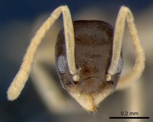 Tapinoma melanocephalum specimen CSIRONC0193 image csironc0193_2