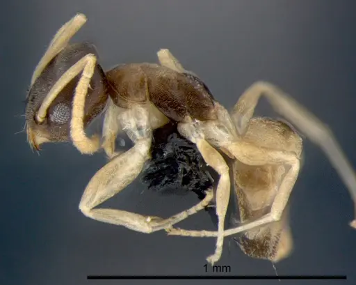 Tapinoma melanocephalum specimen CSIRONC0193 image csironc0193_3