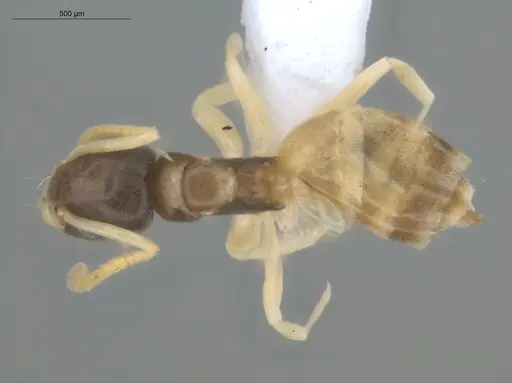 Tapinoma melanocephalum specimen ECOFOG-BUG-0049-03 image ecofog-bug-0049-03_1
