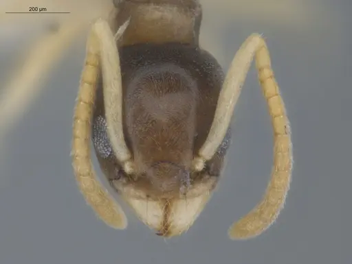 Tapinoma melanocephalum specimen ECOFOG-BUG-0049-03 image ecofog-bug-0049-03_2
