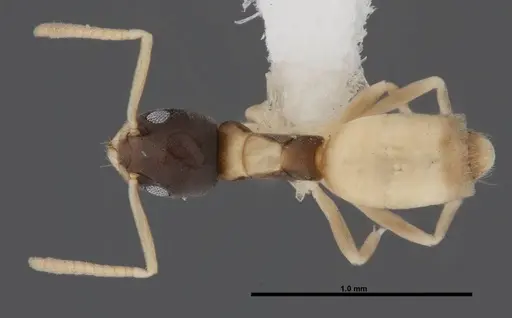 Tapinoma melanocephalum specimen FMNHINS0000078516 image fmnhins0000078516_1