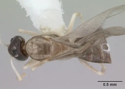 Tapinoma melanocephalum specimen ICCDRS0002606 image iccdrs0002606_1